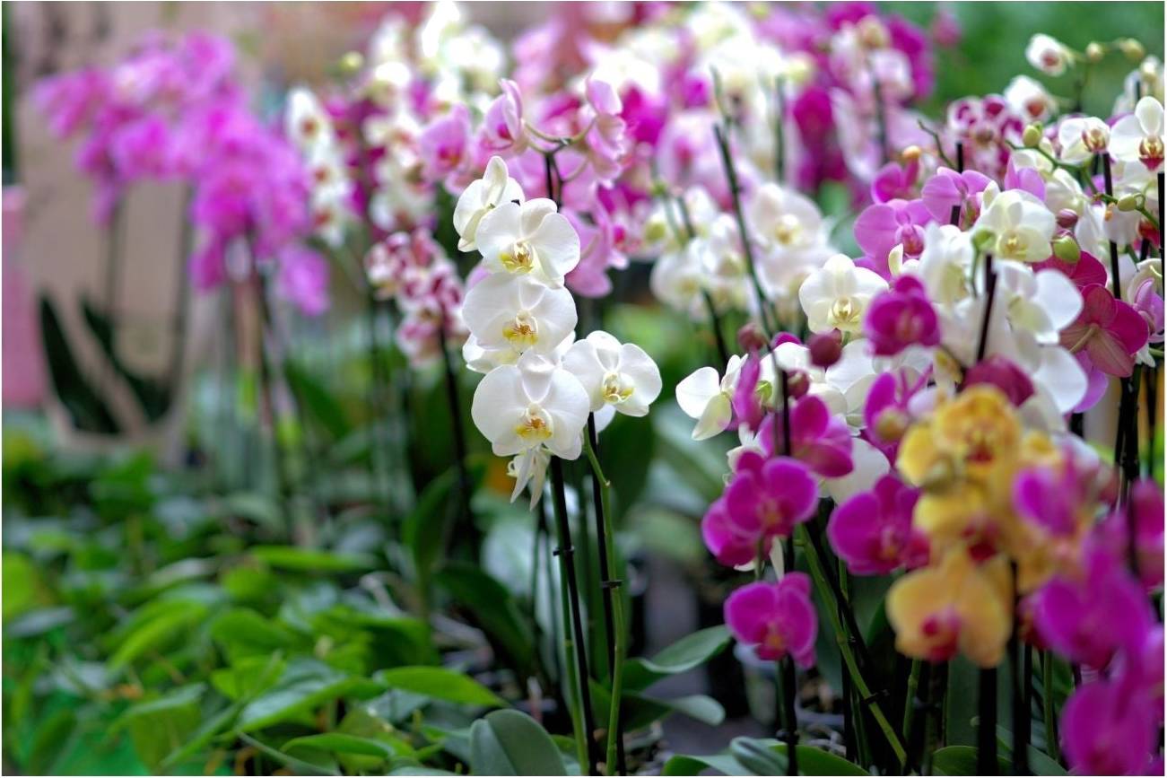 Cuidar las Orquídeas en casa