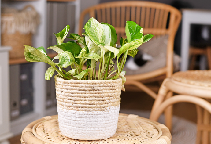 La planta que no puede faltar en tu casa: El teléfono (Epipremnum aureum)