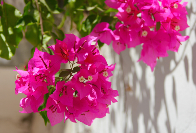 Comienza el calor y las buganvilias llenan las calles con sus vibrantes flores ¡Descubre más de está hermosa planta!