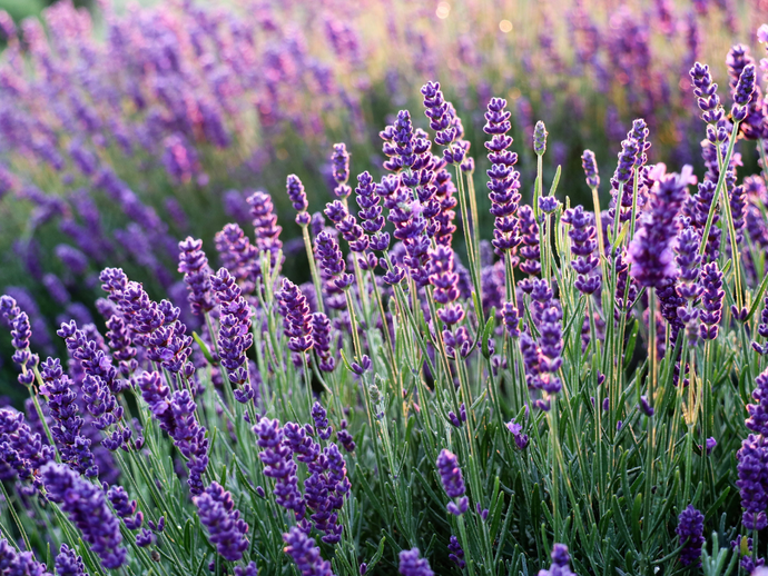 Delicioso olor, bajo mantenimiento y bellas flores… ¡Ya sabes que se trata de las lavandas!