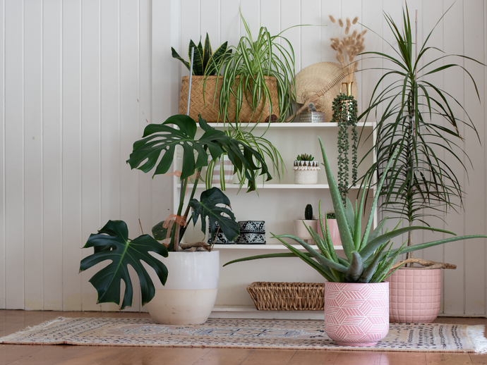 Guía esencial de luz para plantas de interior.