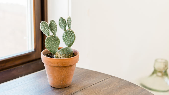 Cactus en casa