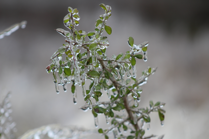 Nuestros mejores tips para cuidar tus plantas durante el invierno