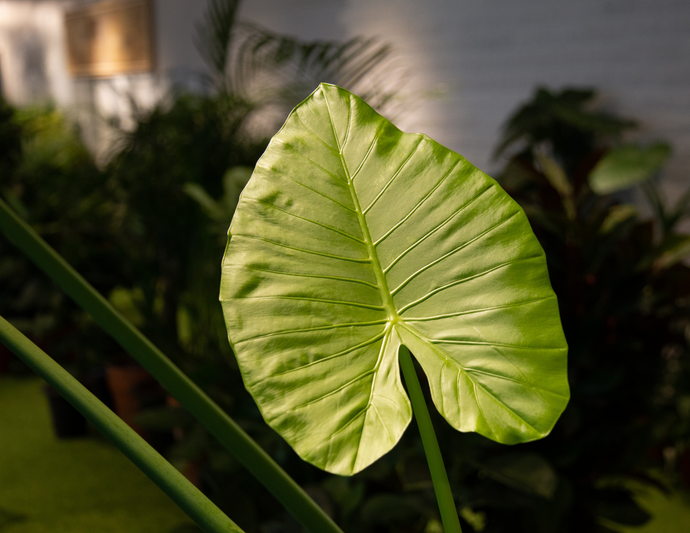 Elegancia tropical en casa: descubre la Hoja Elegante.