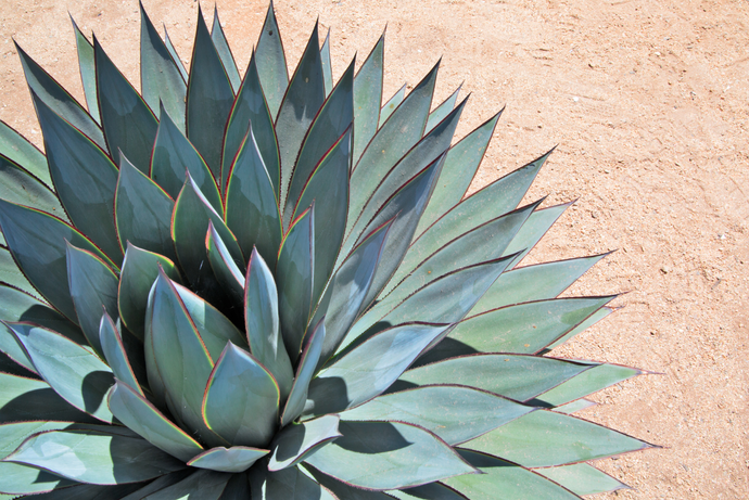 El encanto de los agaves: cómo cuidarlos y disfrutarlos en casa