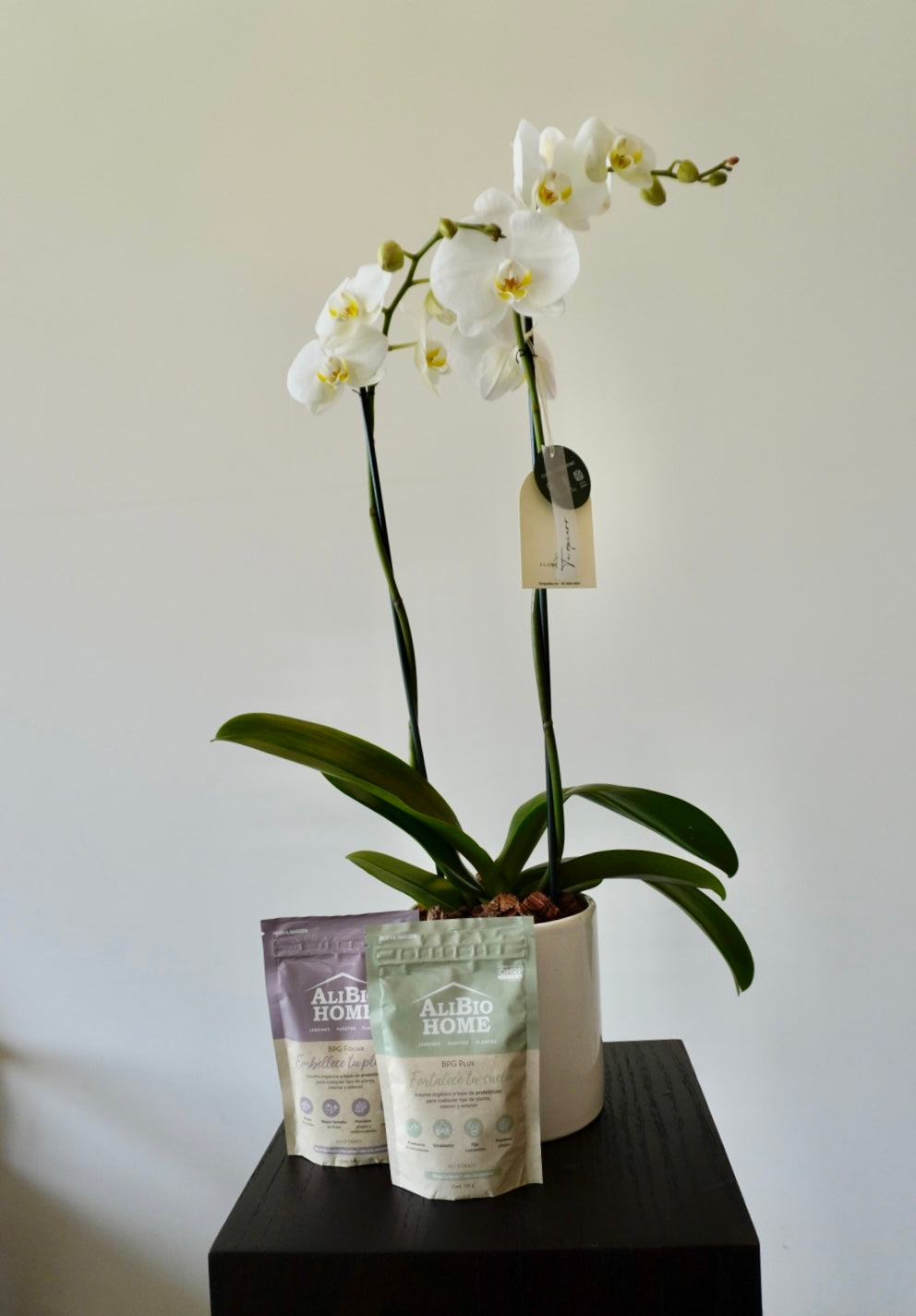 Orquídea doble 2 varas + Kit de inicio 100gr