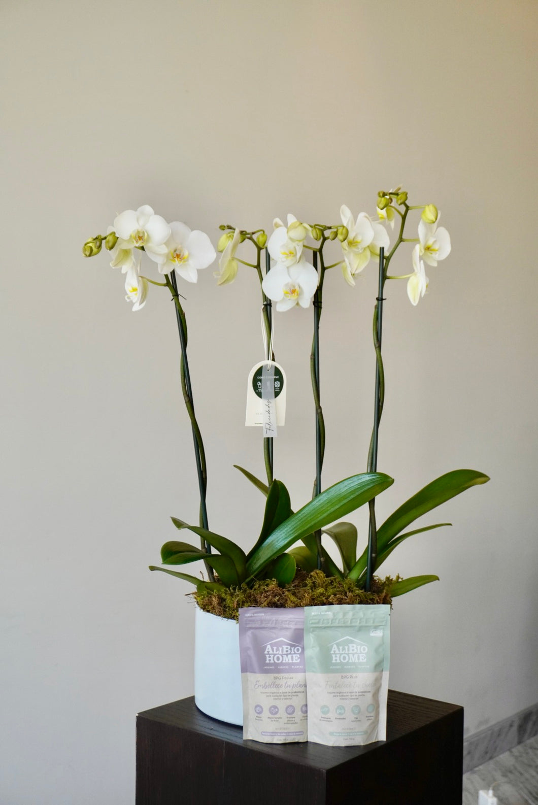Orquídeas doble 4 varas + Kit de inicio 100gr